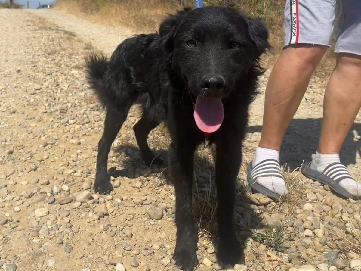 Honden ter adoptie, male puppy mixed breed for adoption at SOS Dogs Nederland, NN Didam
