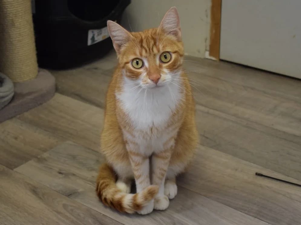 Katten ter adoptie, 3yo Mixed Breed for adoption at SOS Dogs Nederland, NN Didam