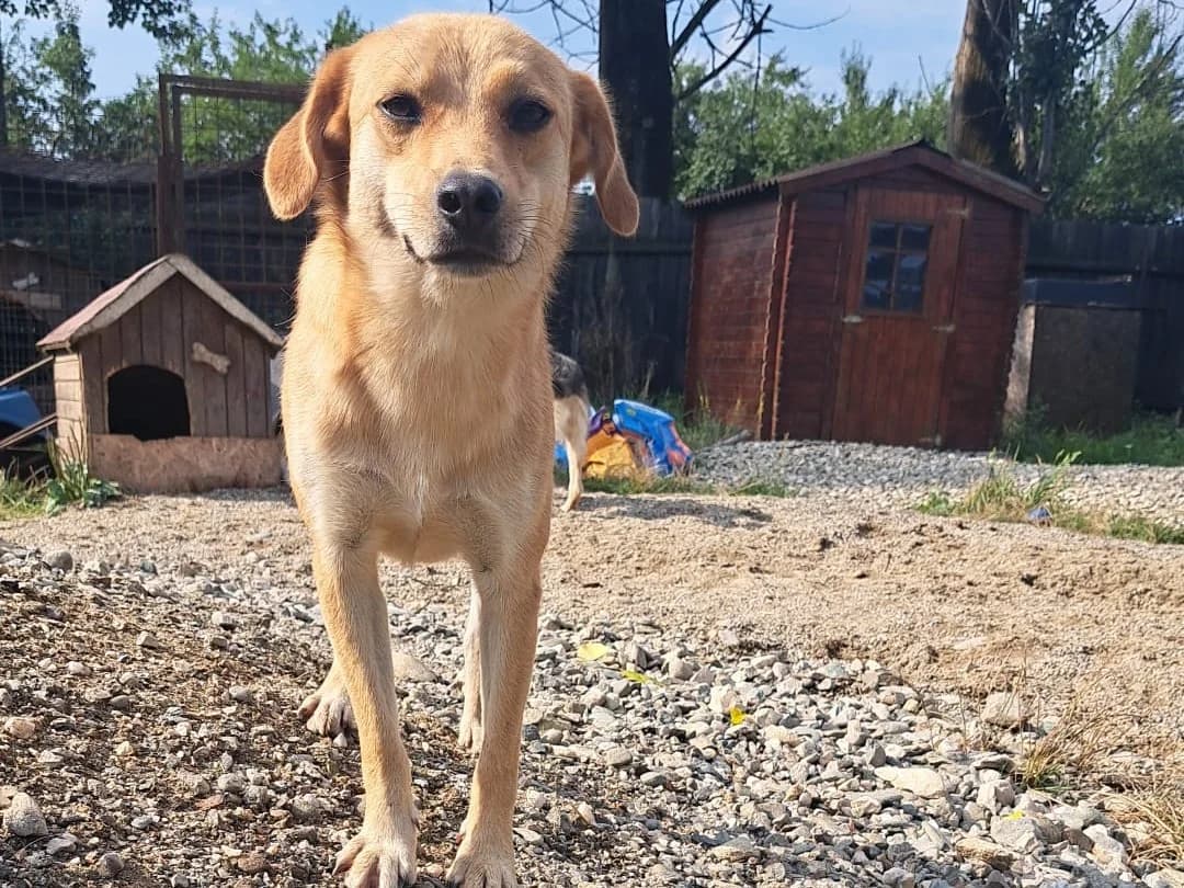 Honden ter adoptie, male young mixed breed for adoption at SOS Dogs Nederland, NN Didam