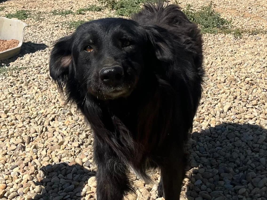 Honden ter adoptie, male 5yo mixed breed for adoption at SOS Dogs Nederland, NN Didam