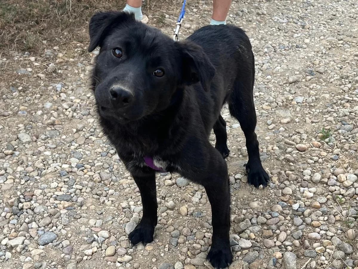 Honden ter adoptie, female puppy mixed breed for adoption at SOS Dogs Nederland, NN Didam