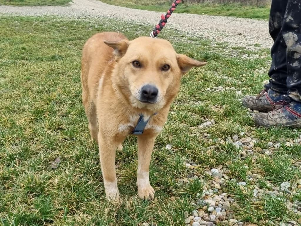 Norbi, male young Akita for adoption at SOS Dogs Nederland, NN Didam