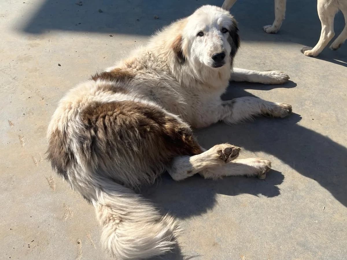 Honden ter adoptie, female young mixed breed for adoption at SOS Dogs Nederland, NN Didam