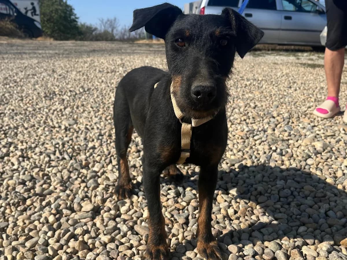 Honden ter adoptie, female young mixed breed for adoption at SOS Dogs Nederland, NN Didam