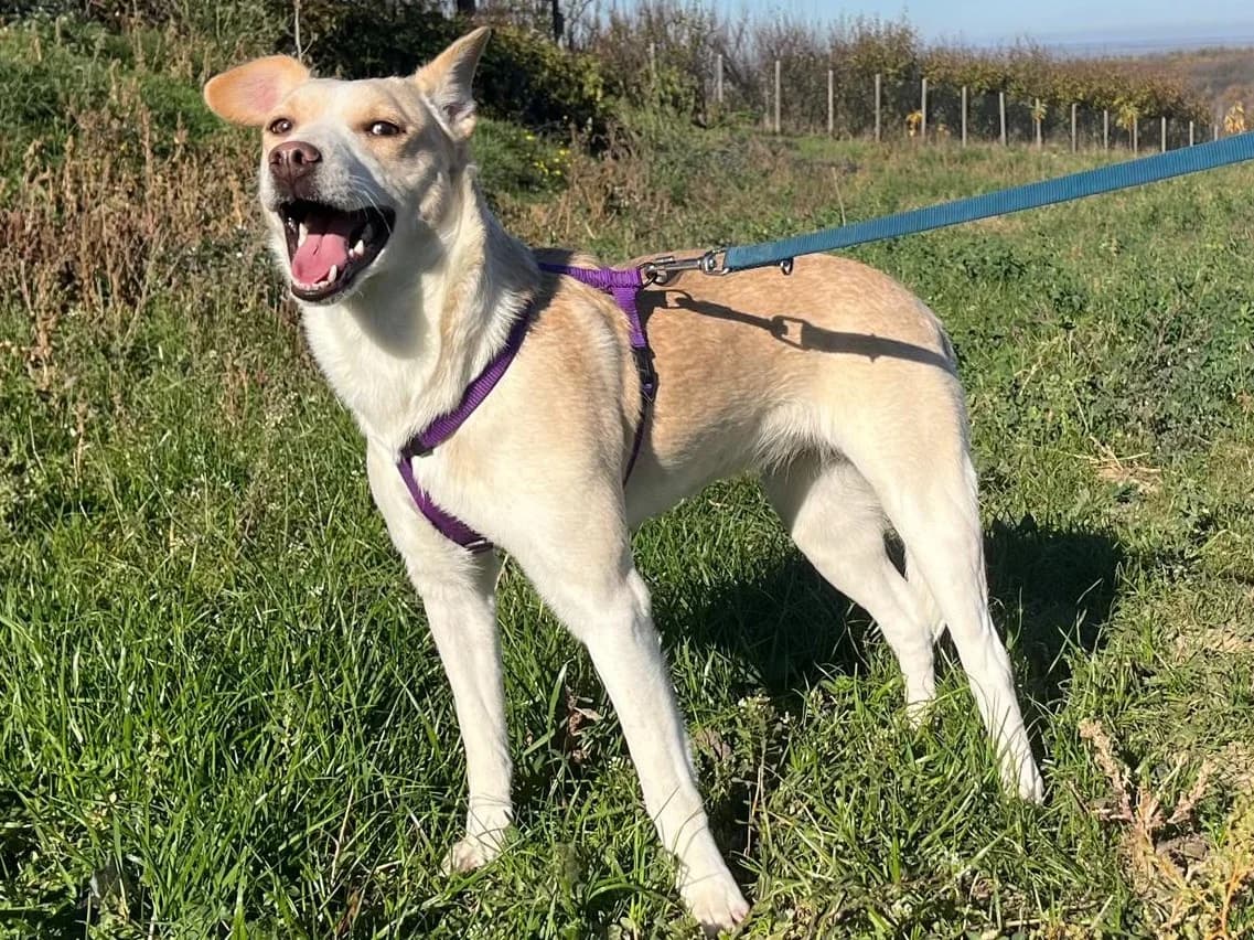 Honden ter adoptie, female young mixed breed for adoption at SOS Dogs Nederland, NN Didam
