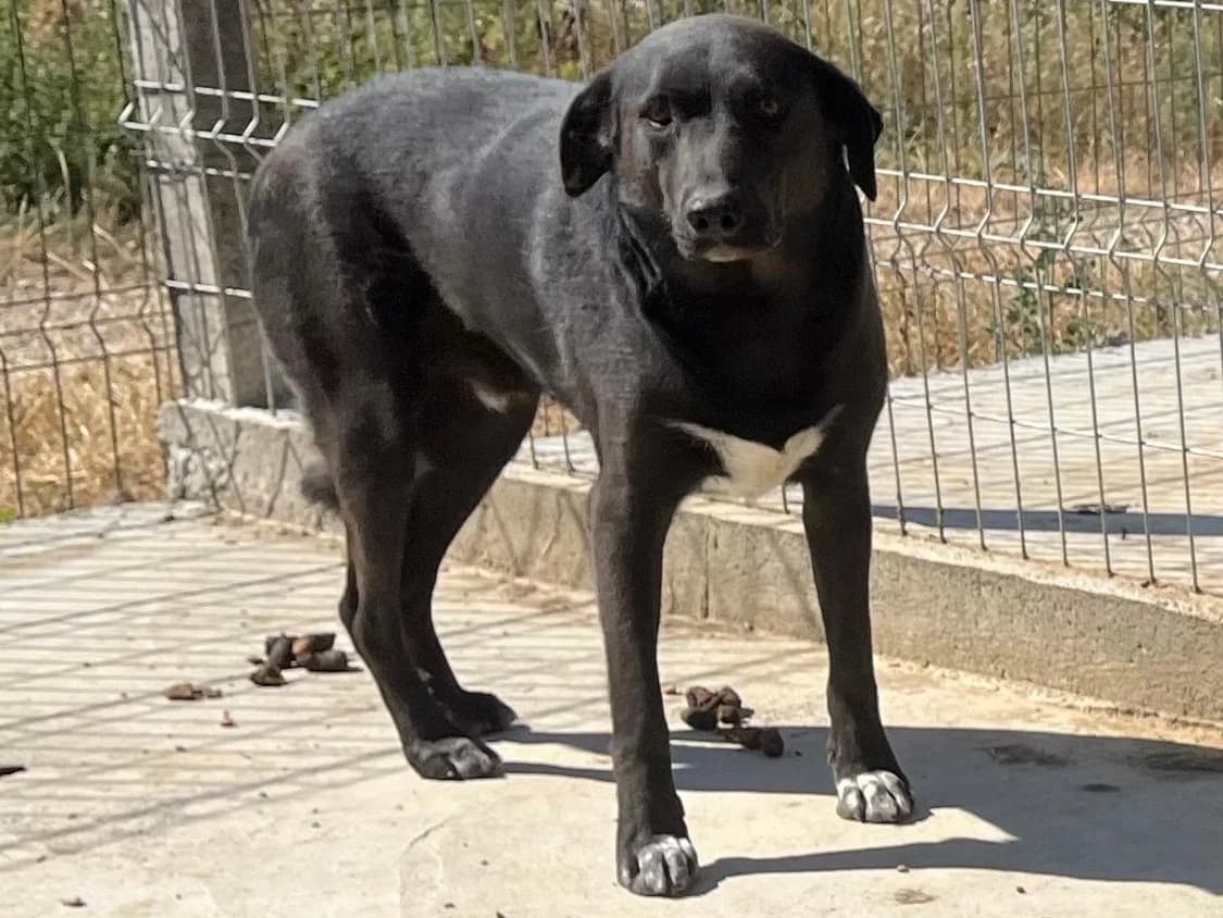 Honden ter adoptie, male 4yo mixed breed for adoption at SOS Dogs Nederland, NN Didam