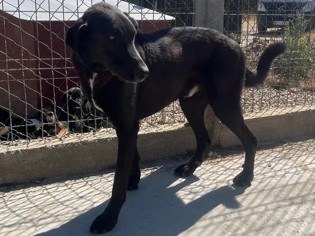 Honden ter adoptie, male 4yo mixed breed for adoption at SOS Dogs Nederland, NN Didam