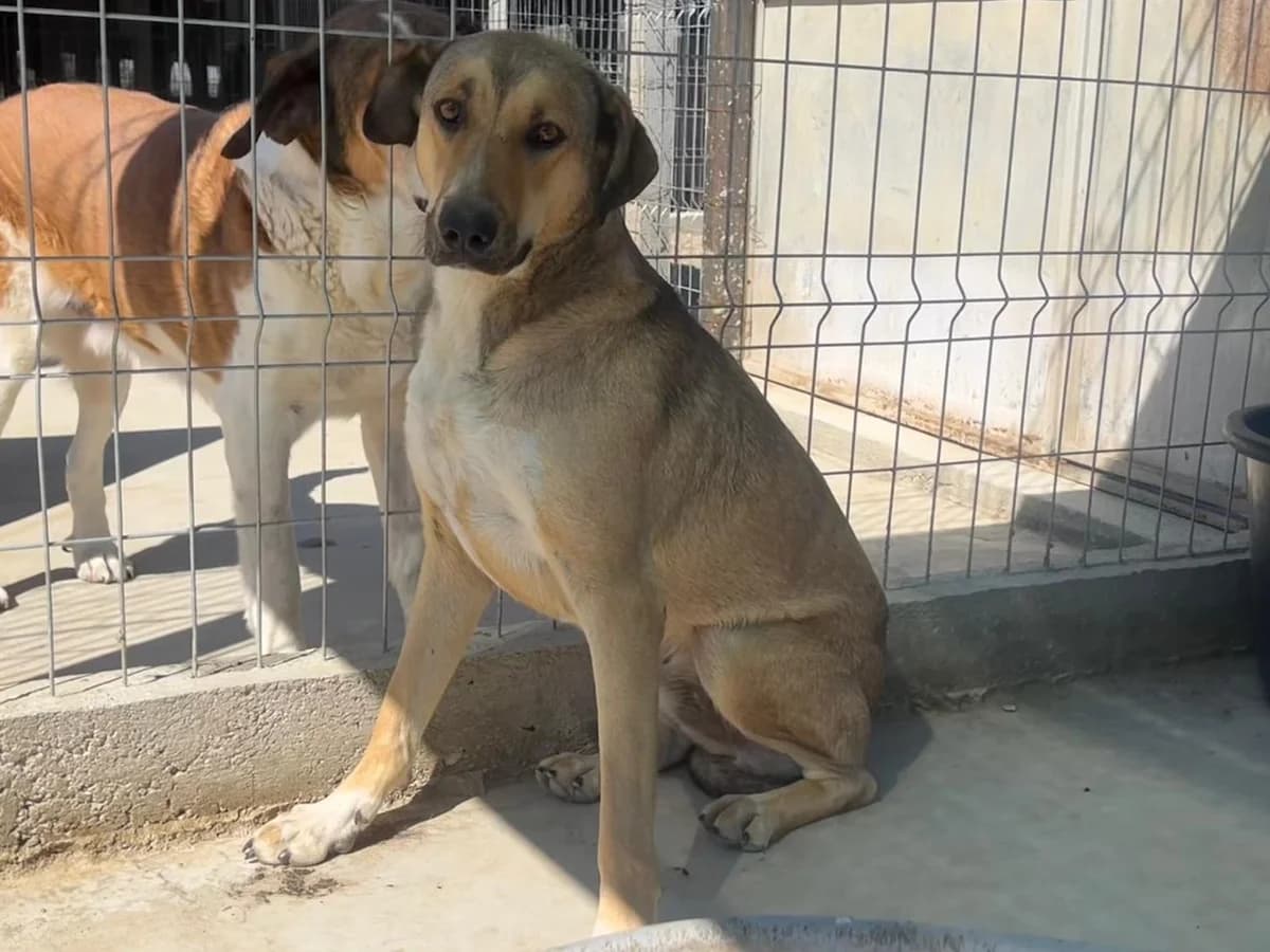 Honden ter adoptie, male 4yo mixed breed for adoption at SOS Dogs Nederland, NN Didam
