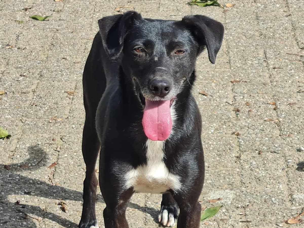 Honden ter adoptie, female 5yo mixed breed for adoption at SOS Dogs Nederland, NN Didam