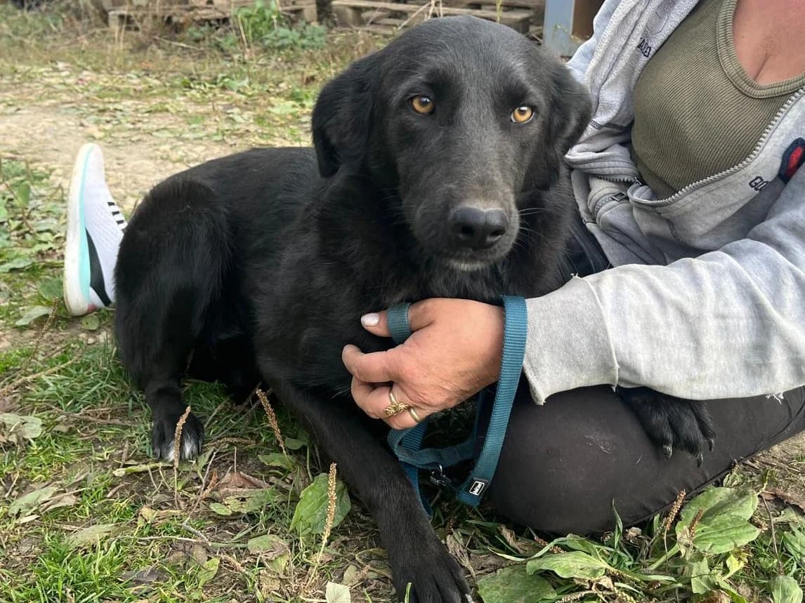 Honden ter adoptie, female young mixed breed for adoption at SOS Dogs Nederland, NN Didam