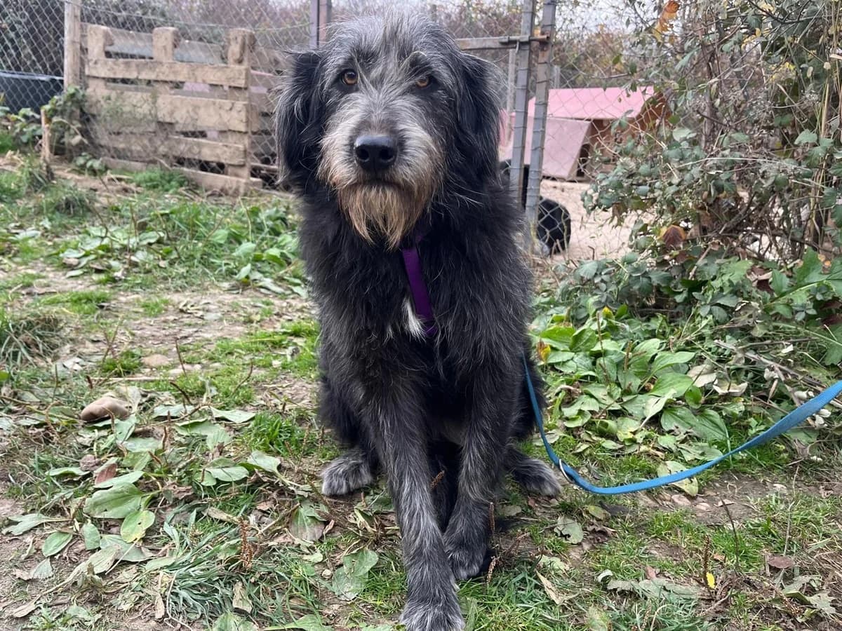 Honden ter adoptie, female young mixed breed for adoption at SOS Dogs Nederland, NN Didam