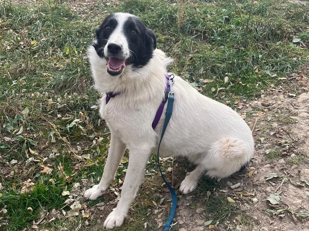 Honden ter adoptie, male young mixed breed for adoption at SOS Dogs Nederland, NN Didam