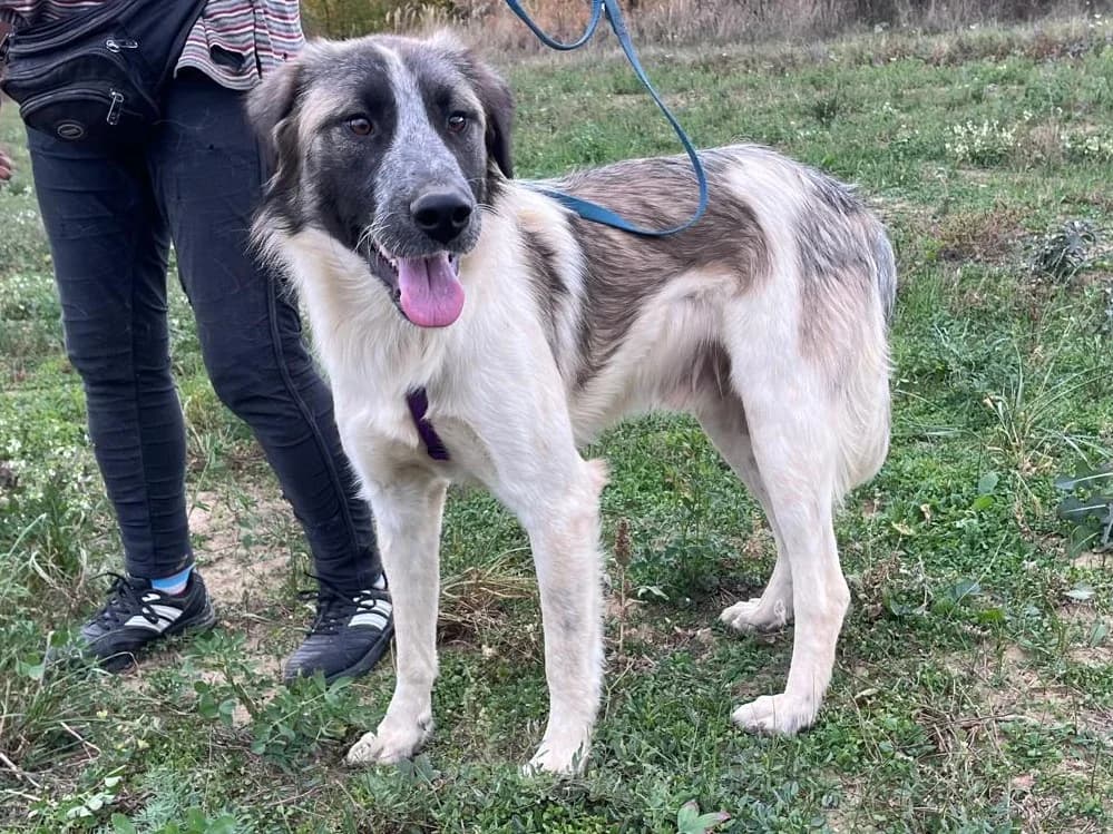 Honden ter adoptie, male young mixed breed for adoption at SOS Dogs Nederland, NN Didam