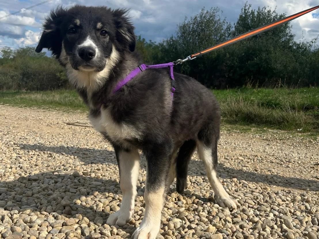 Honden ter adoptie, female young mixed breed for adoption at SOS Dogs Nederland, NN Didam