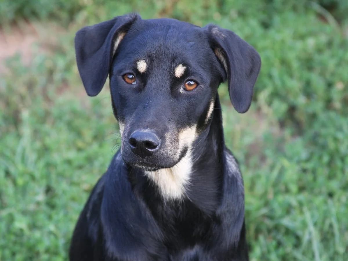 Honden ter adoptie, female young mixed breed for adoption at SOS Dogs Nederland, NN Didam