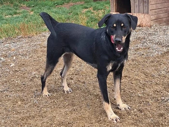 Honden ter adoptie, female young mixed breed for adoption at SOS Dogs Nederland, NN Didam
