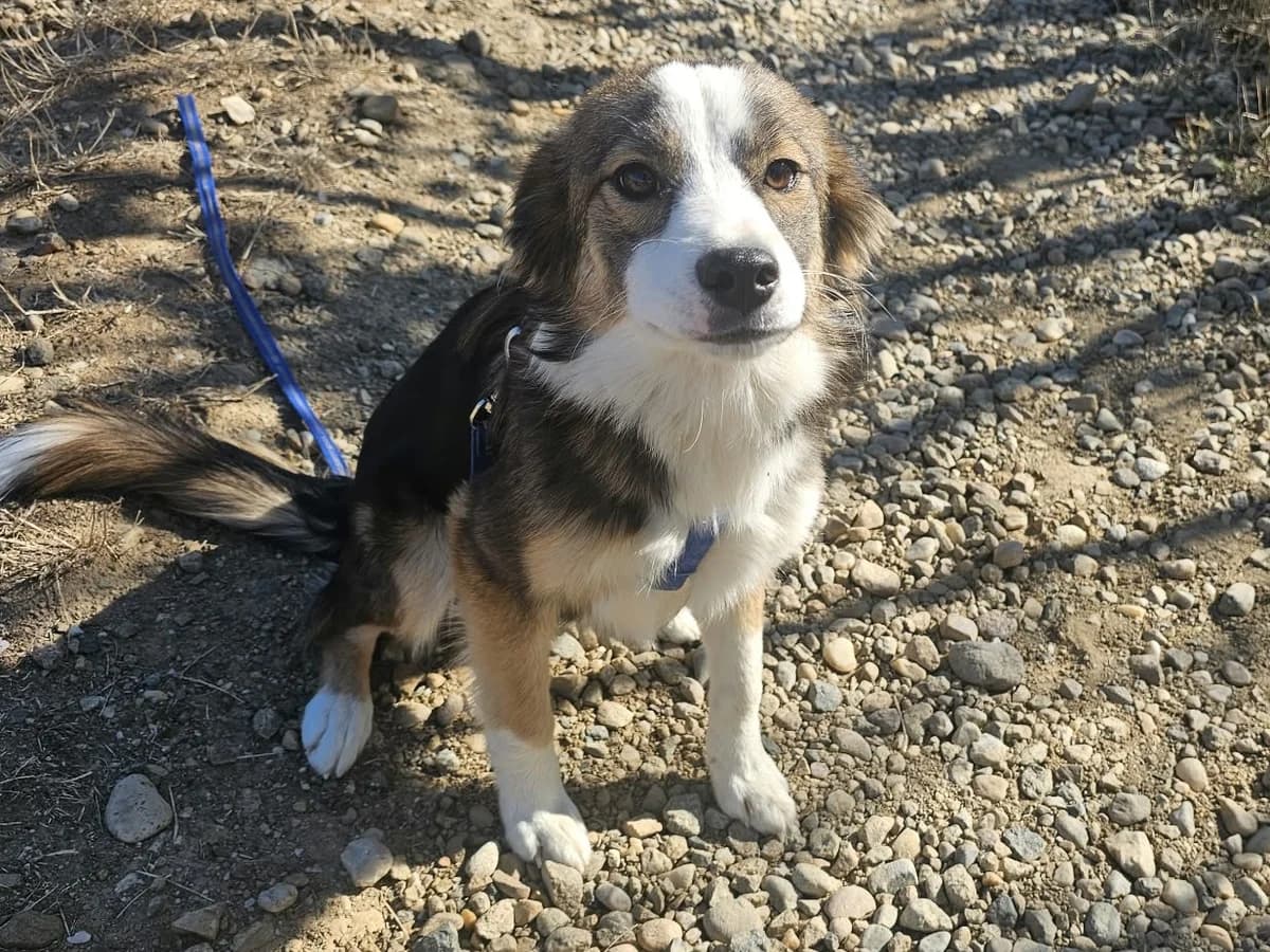 Honden ter adoptie, female young mixed breed for adoption at SOS Dogs Nederland, NN Didam