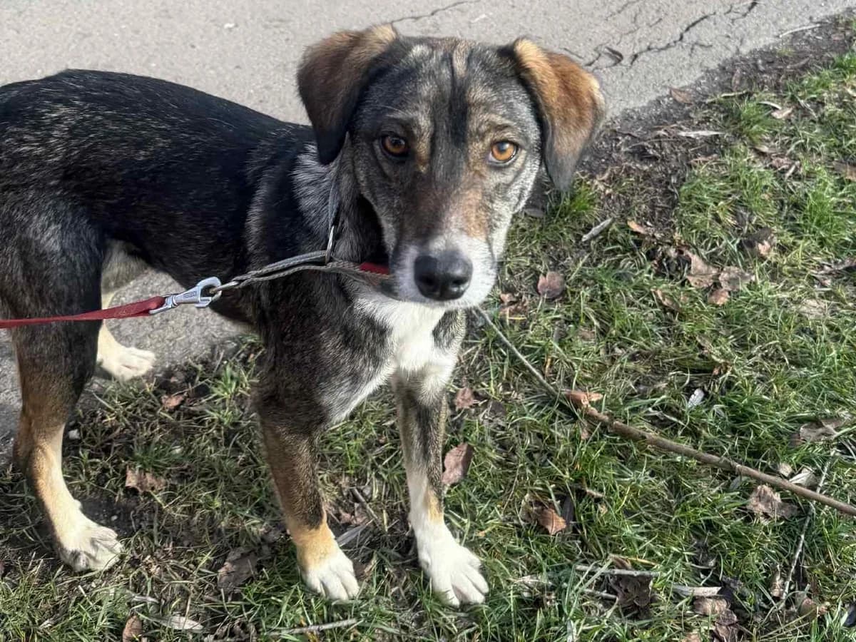 Honden ter adoptie, female young mixed breed for adoption at SOS Dogs Nederland, NN Didam