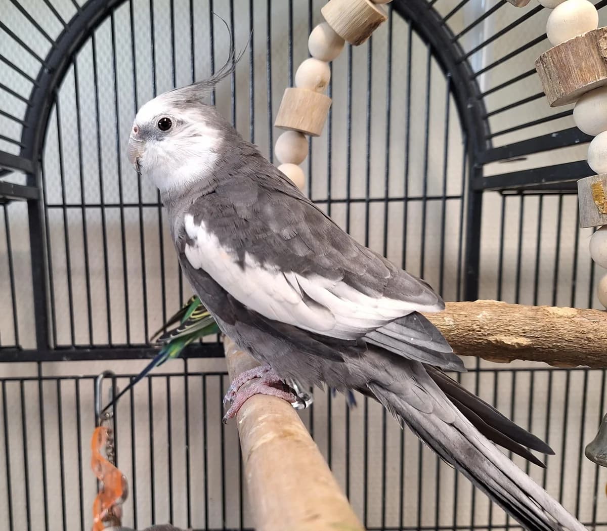 Arie en Steffie, Gepareld en Witkopmasker mixed breed for adoption at Dierentehuis Stevenshage Leiden