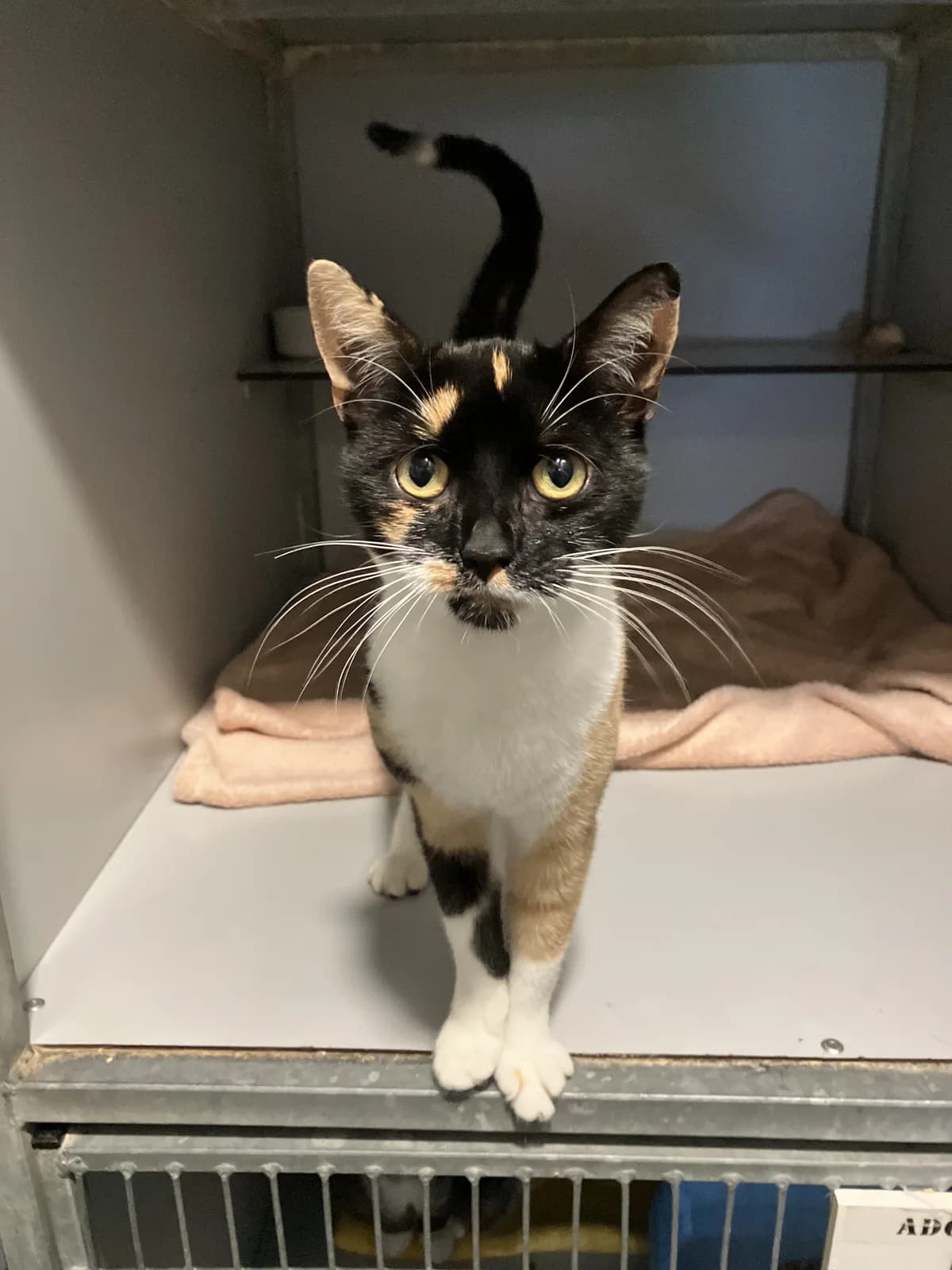 Caro, Lapje female 4yo European Shorthair for adoption at Dierentehuis Stevenshage, Leiden