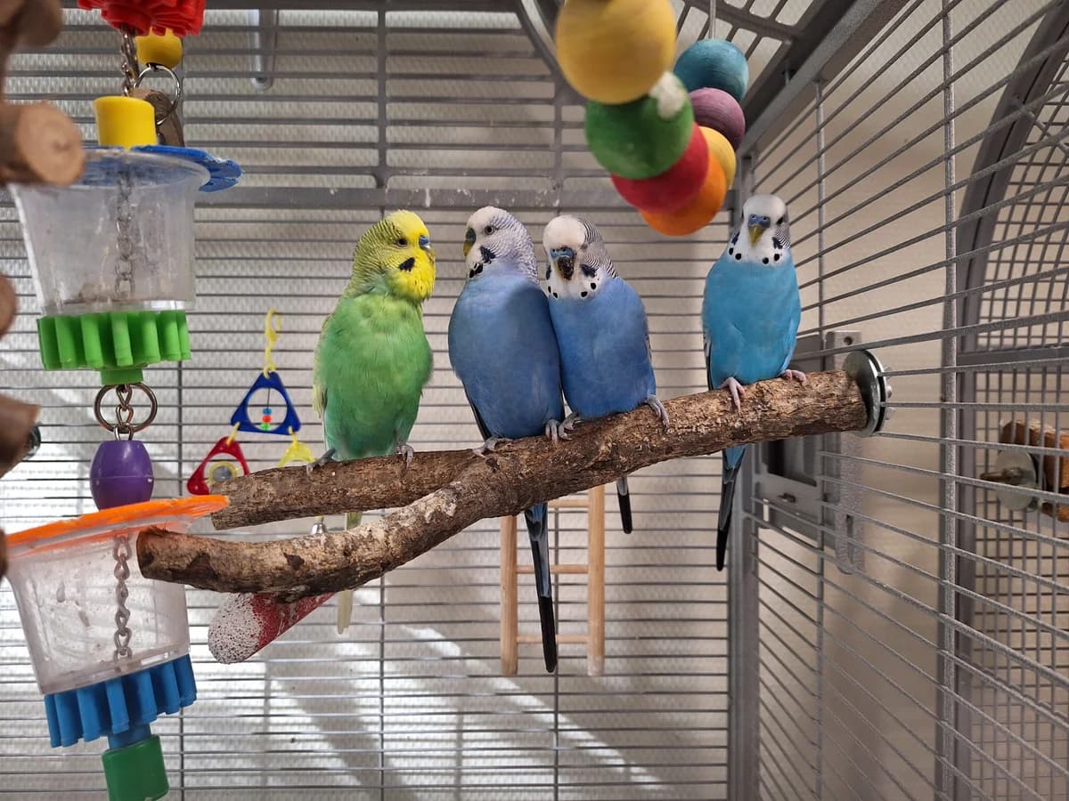 De Parkietenclub, verschillend 4yo mixed breed for adoption at Dierentehuis Stevenshage, Leiden