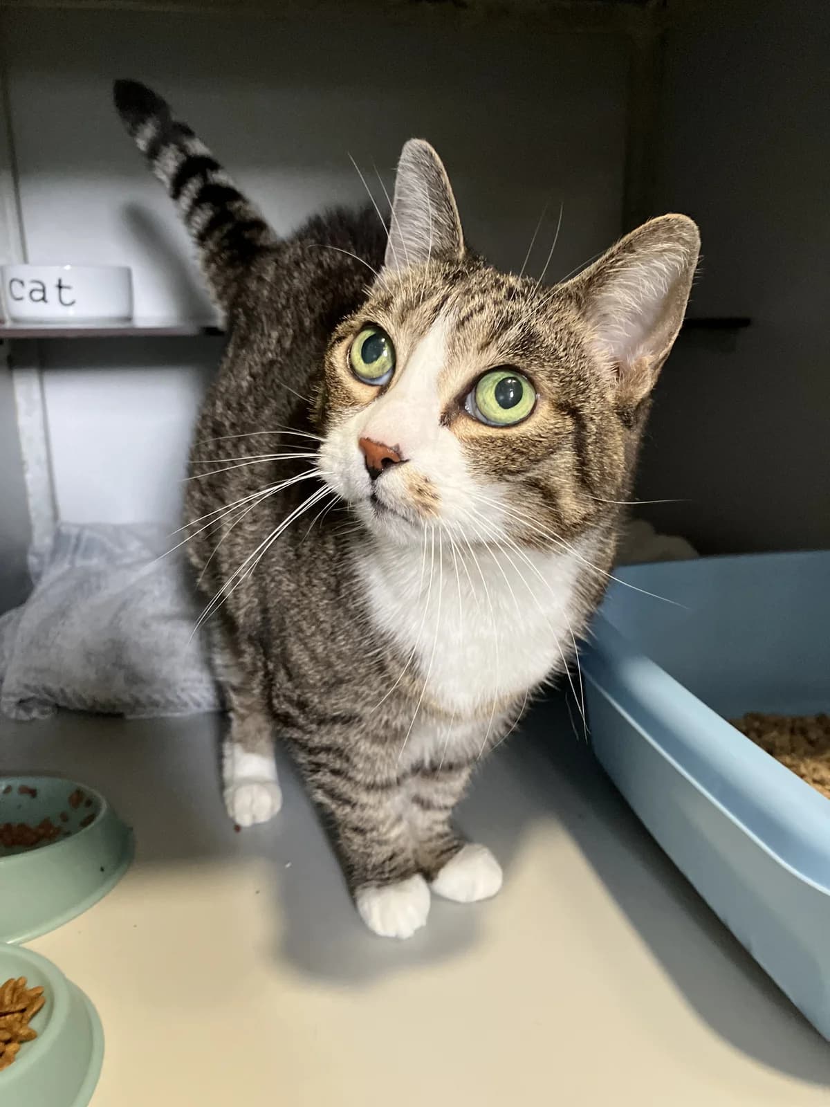 Hope en Tammy, Cypers/wit female 4yo European Shorthair for adoption at Dierentehuis Stevenshage, Leiden