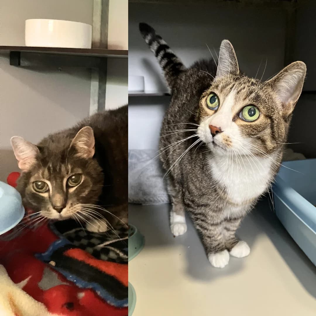 Hope en Tammy, Cypers/wit female 4yo European Shorthair for adoption at Dierentehuis Stevenshage, Leiden