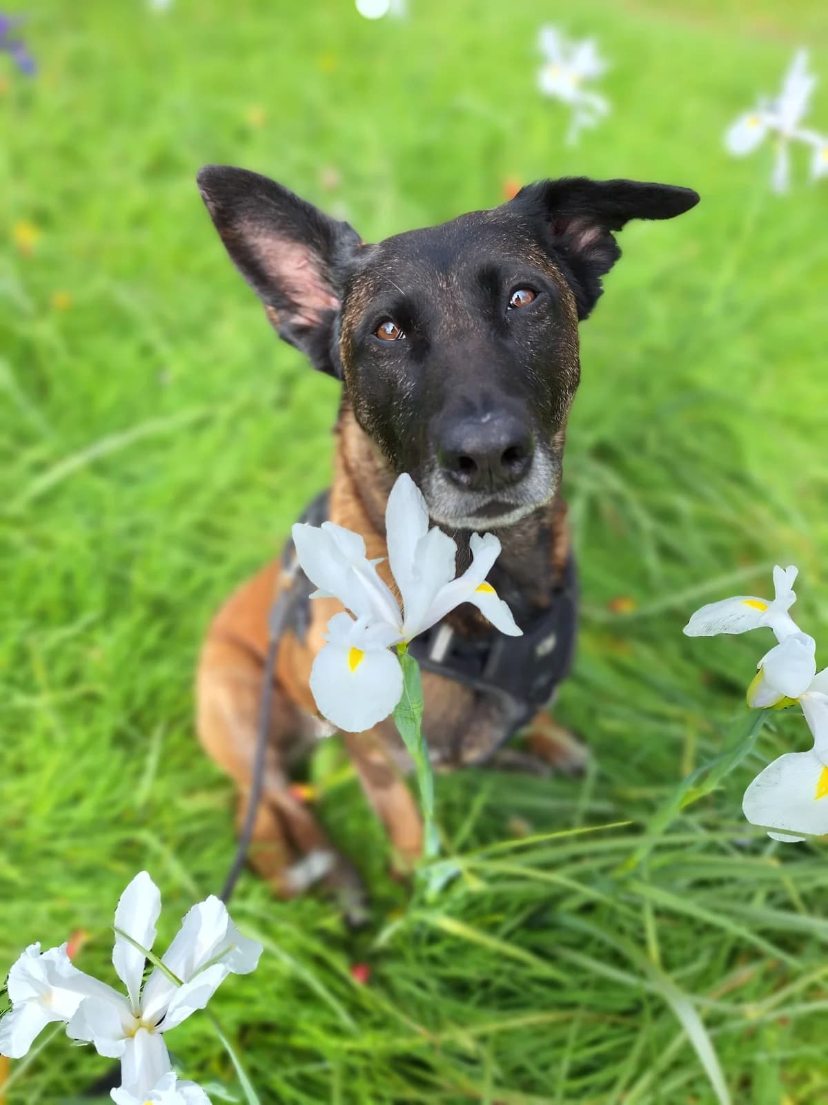 Jaimy, Bruin/zwart female 4yo mixed breed for adoption at Dierentehuis Stevenshage, Leiden