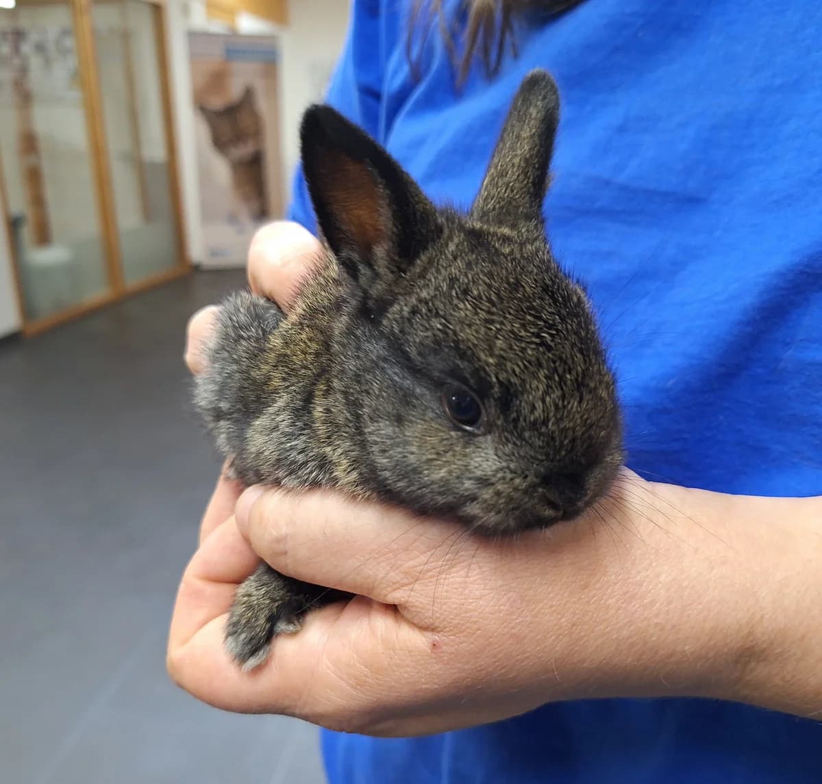 Jay, Donkerwildkleur mixed breed for adoption at Dierentehuis Stevenshage Leiden