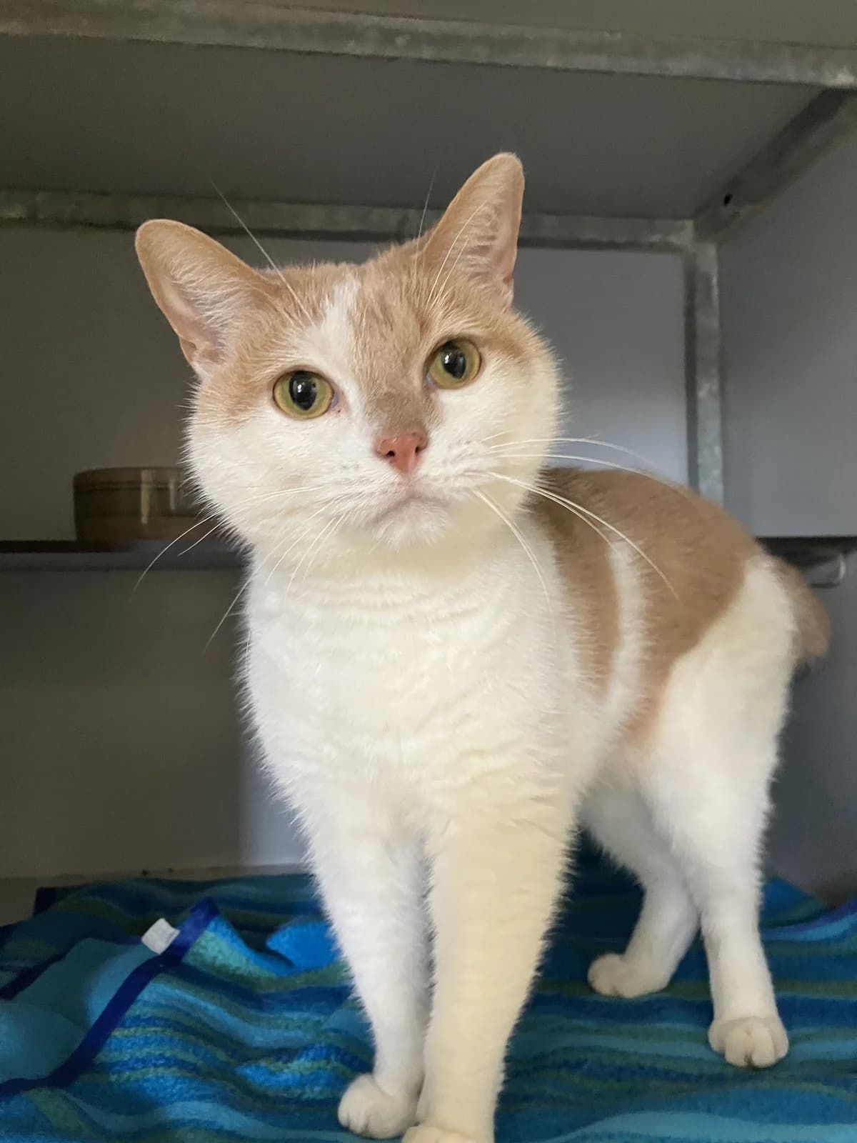 Popeye, Rood/wit male 4yo European Shorthair for adoption at Dierentehuis Stevenshage, Leiden