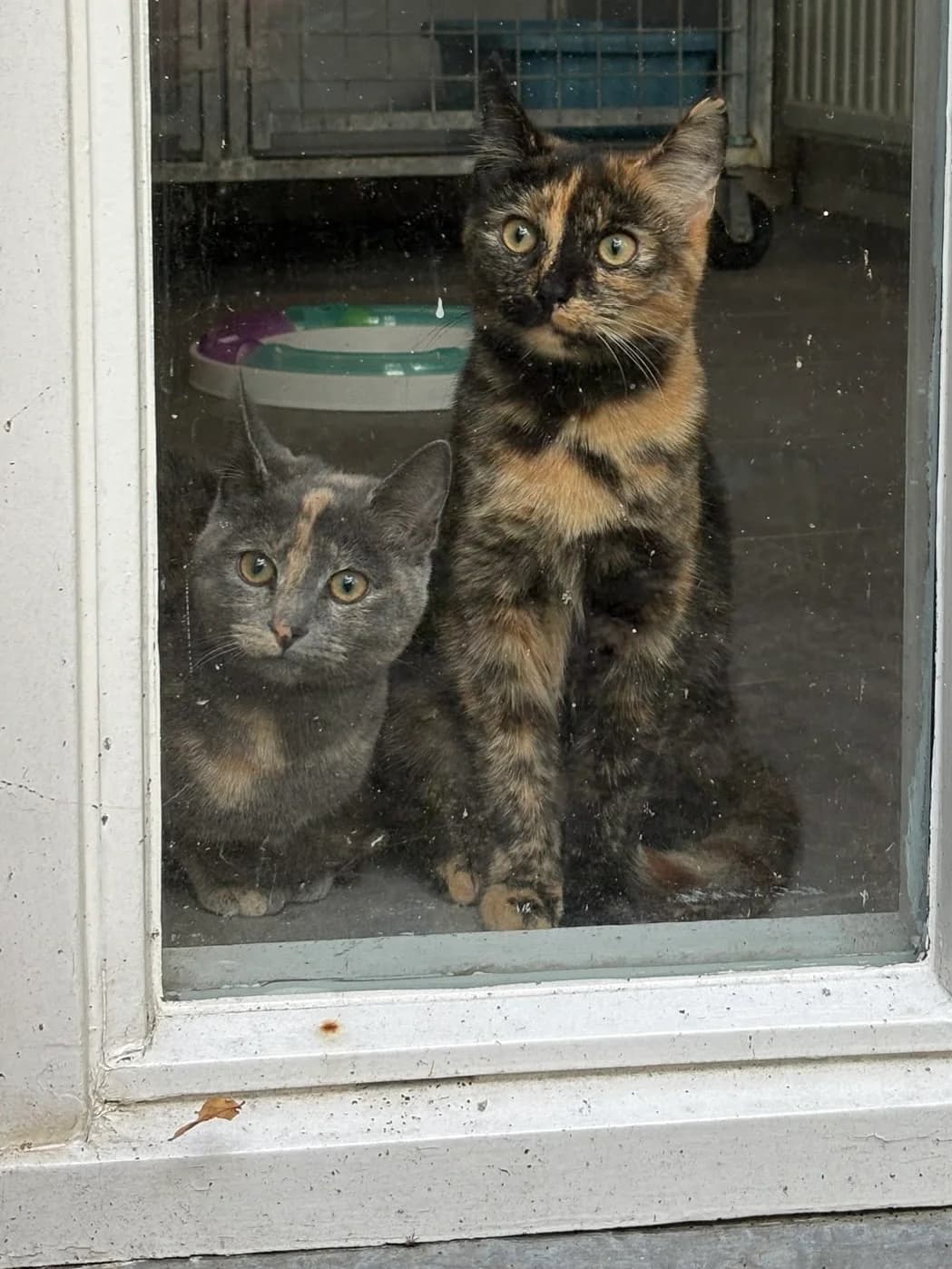 Violet en Doralee, Schildpad female 4yo European Shorthair for adoption at Dierentehuis Stevenshage, Leiden
