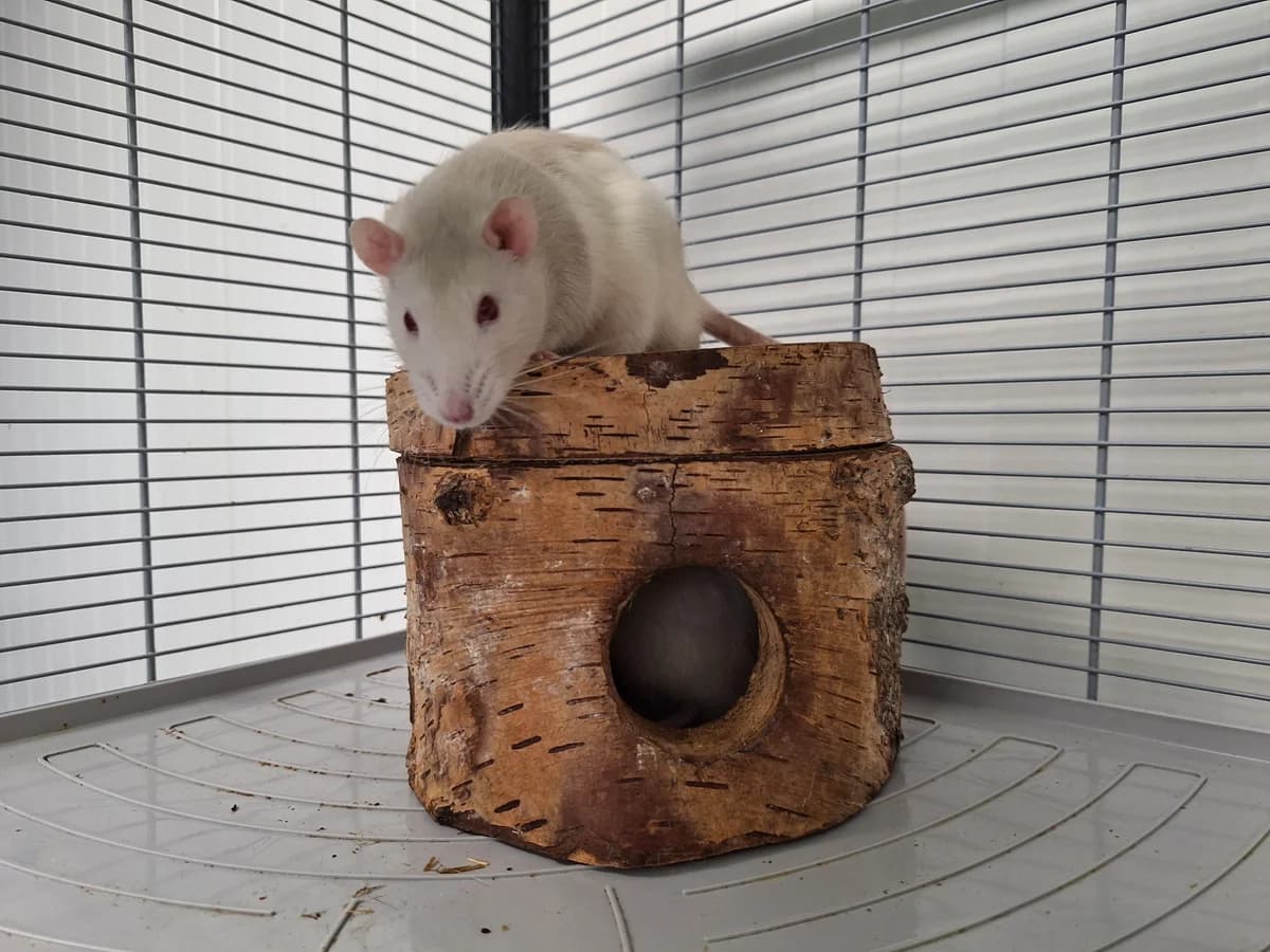 Willem en zijn 4 zoons, Japanner male young mixed breed for adoption at Dierentehuis Stevenshage Leiden