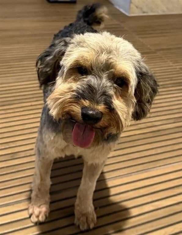 Jackson, male 5yo mixed breed for adoption at Stichting AAI, Amsterdam
