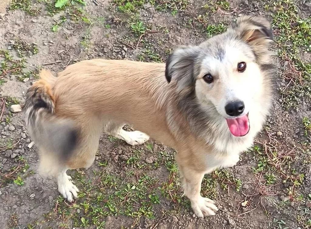 Nelly, female young mixed breed for adoption at Stichting AAI, Amsterdam