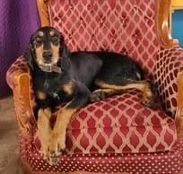 Ares, male senior mixed breed for adoption at Stichting AAI, Amsterdam