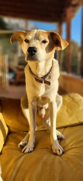 Rocky, male 5yo mixed breed for adoption at Stichting AAI, Amsterdam