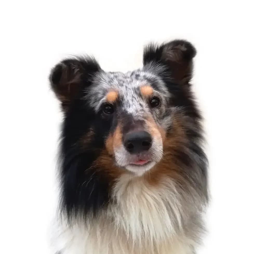 Yali, male 5yo Shetland Sheepdog for adoption at Stichting Animals Faith