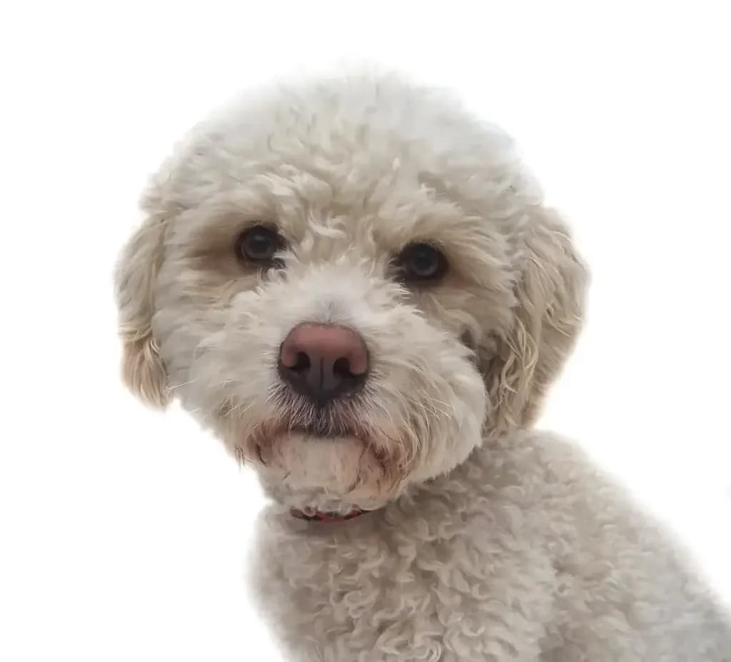 Bentley, male 6yo Maltipoo for adoption at Stichting Animals Faith