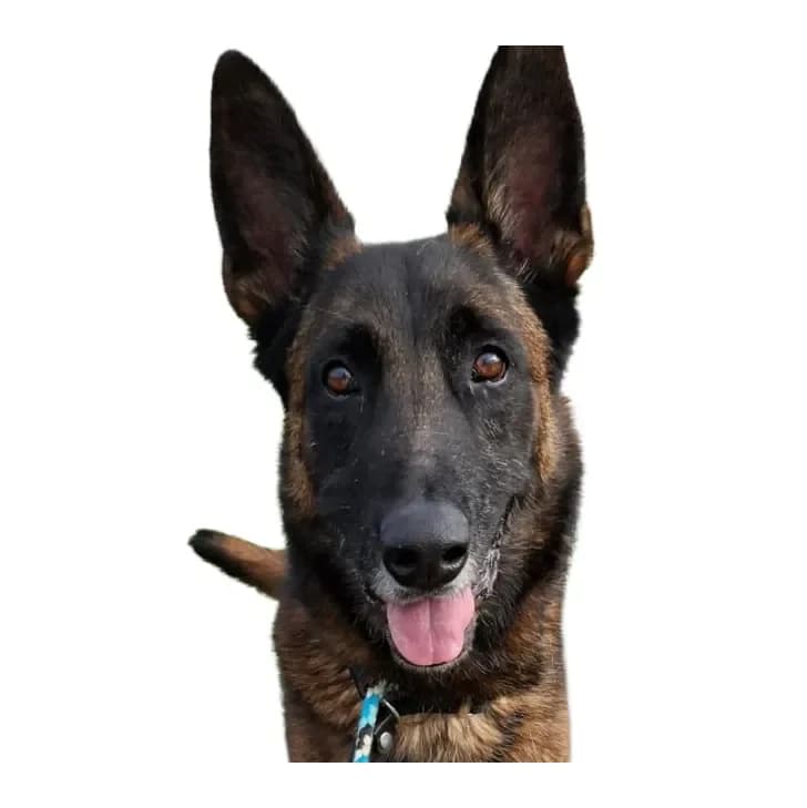 Jabba, male 7yo mixed breed for adoption at Stichting Animals Faith
