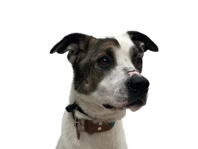 Dobri, male 6yo mixed breed for adoption at Stichting Animals Faith