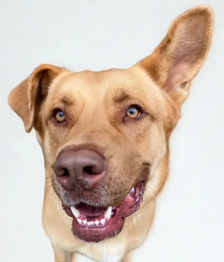 Guapo, male young mixed breed for adoption at Stichting Animals Faith