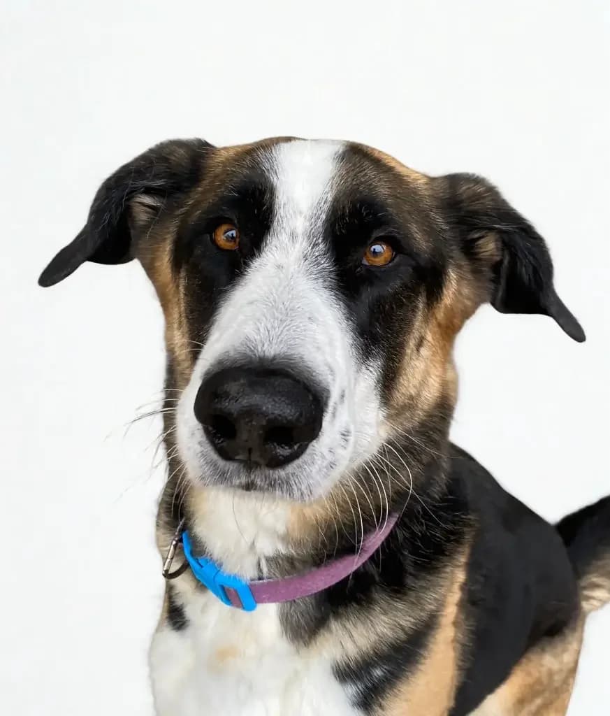 Rio, male 5yo mixed breed for adoption at Stichting Animals Faith