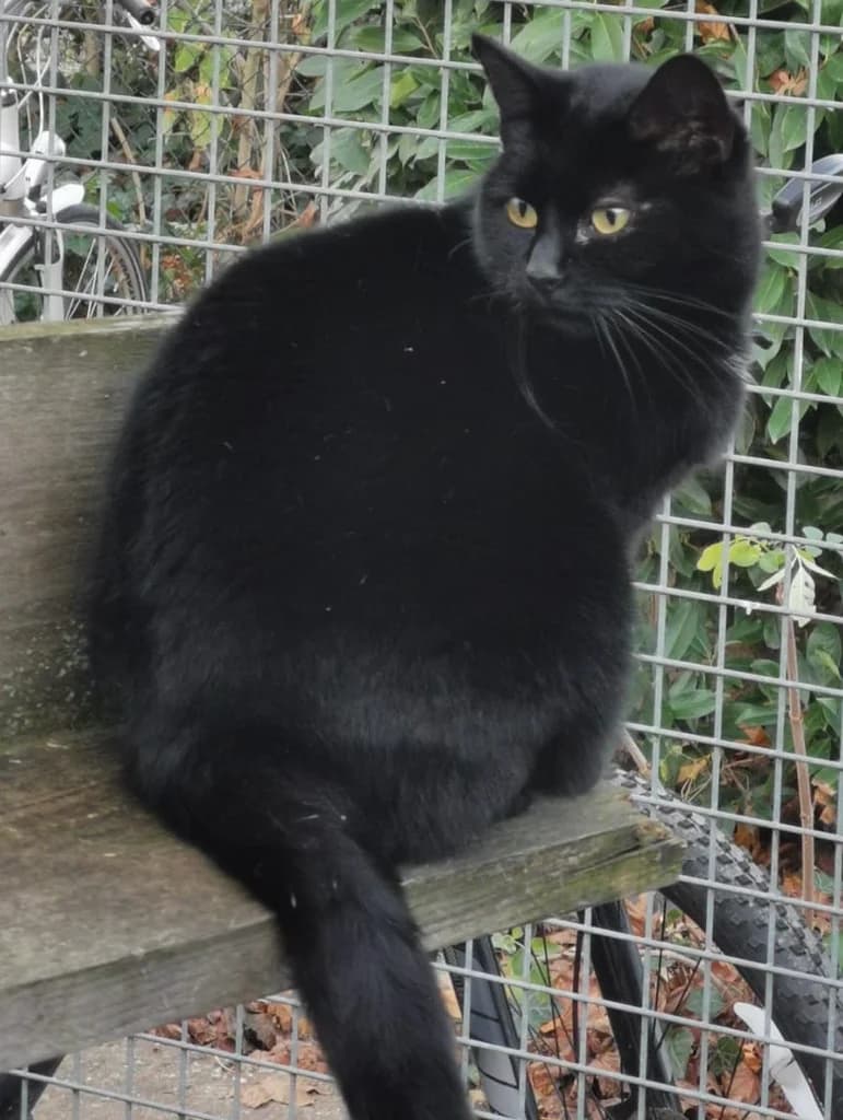 Moortje, zwart female 4yo European Shorthair for adoption at Stichting Animals Faith
