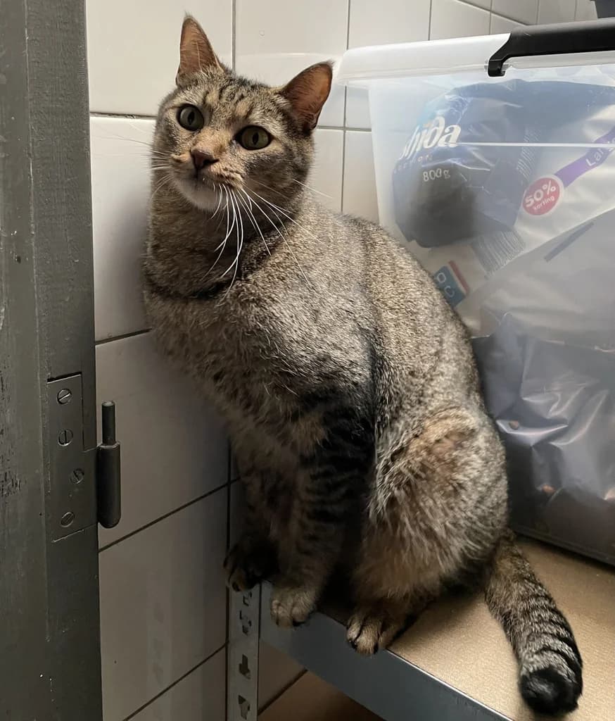Coco, male 5yo European Shorthair for adoption at Stichting Animals Faith