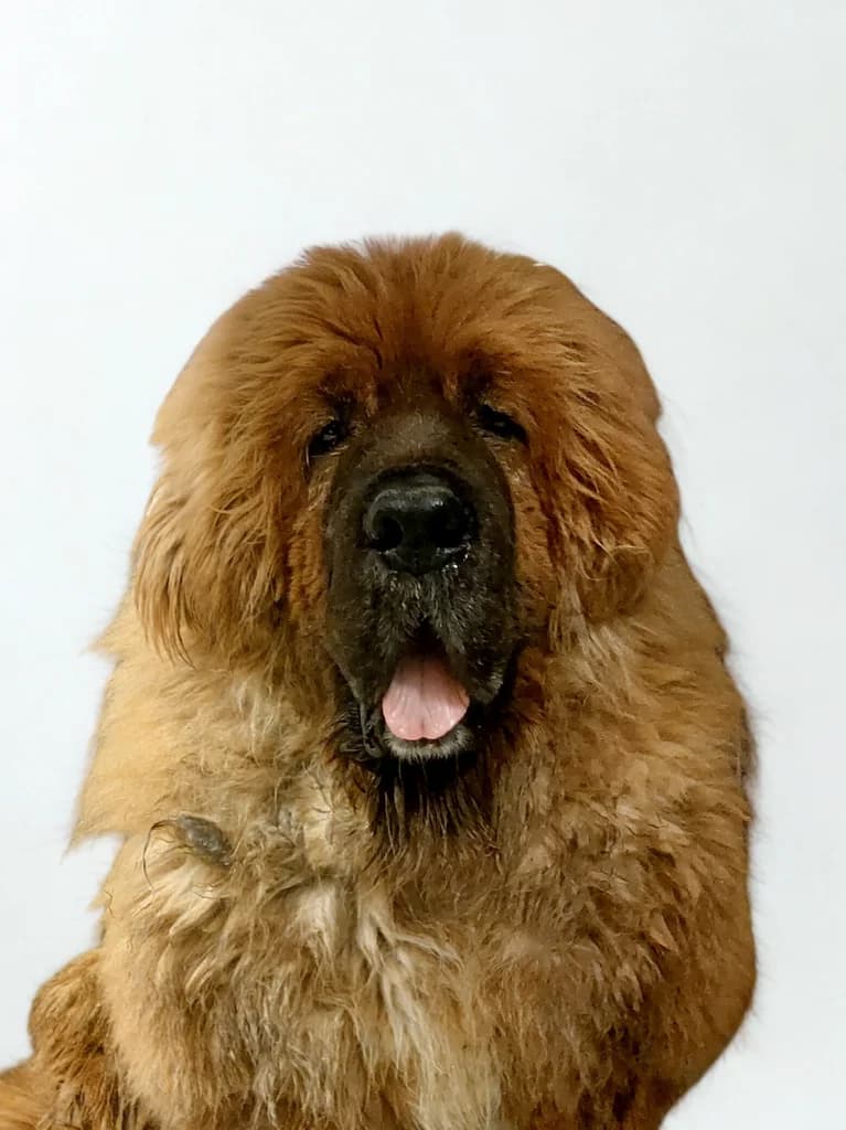 Sari, female Mastiff for adoption at Stichting Animals Faith