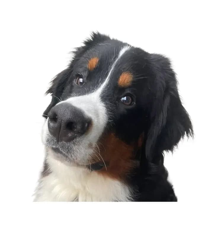 Barney, male Bernese Mountain Dog for adoption at Stichting Animals Faith
