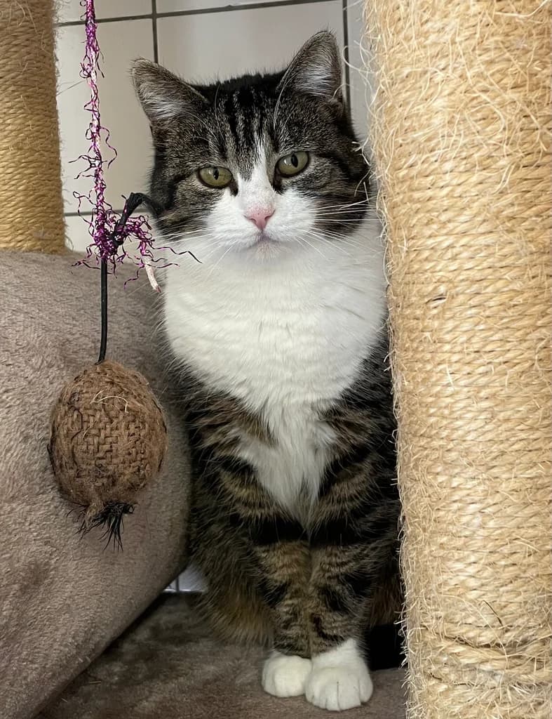 Elza, female 4yo European Shorthair for adoption at Stichting Animals Faith