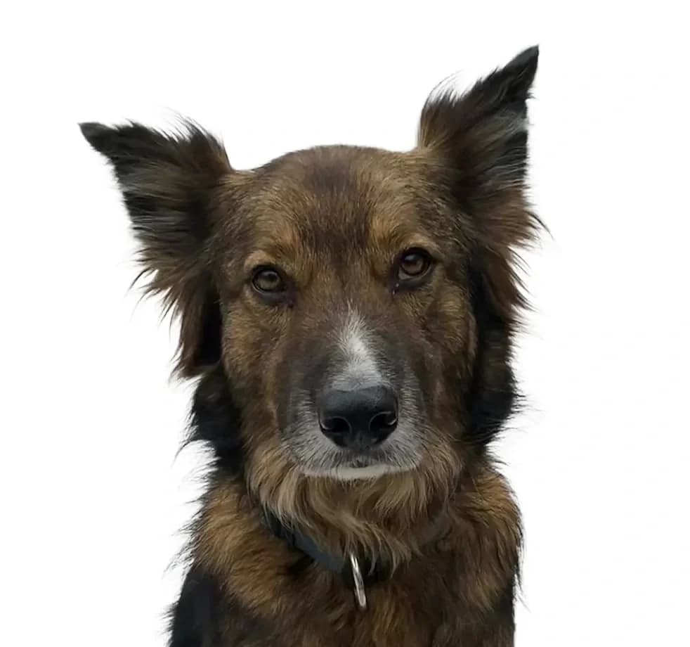 Rocky, male 6yo Jack Russell Terrier for adoption at Stichting Animals Faith