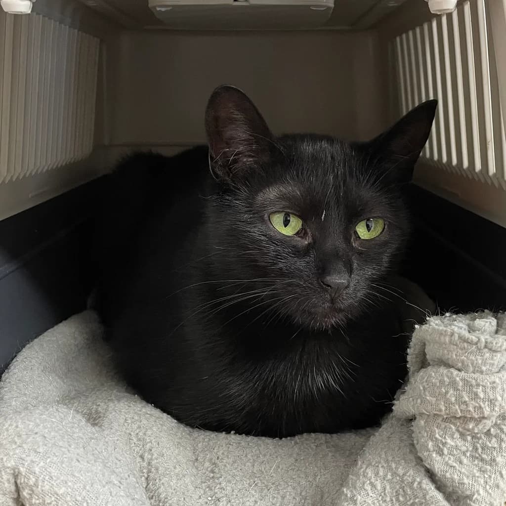 Nebula, female 6yo European Shorthair for adoption at Stichting Animals Faith