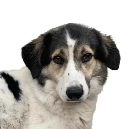 Olive, female young mixed breed for adoption at Stichting Animals Faith